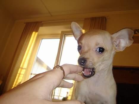 Chihuahua Tyson billede 14