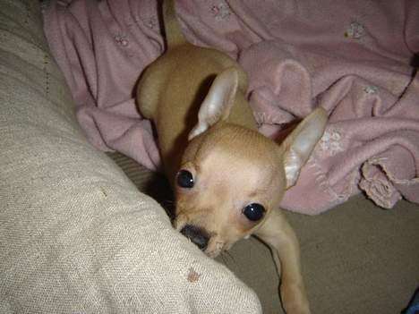 Chihuahua Tyson billede 15
