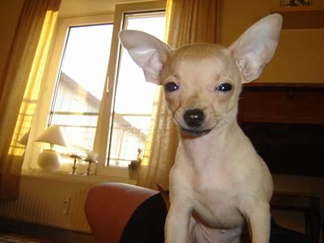 Chihuahua Tyson billede 16
