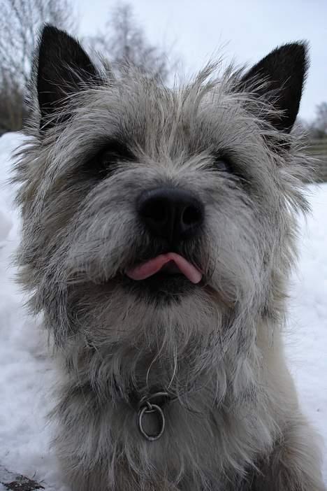 Cairn terrier Hannibal *3.2.98 - 14.10.11* - Halløøøj - her er jeg så:o) billede 16