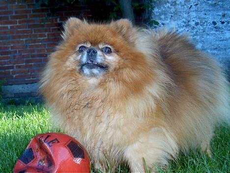 Pomeranian Rocky R.I.P. min skat - uhmm sommer,, skønt billede 1