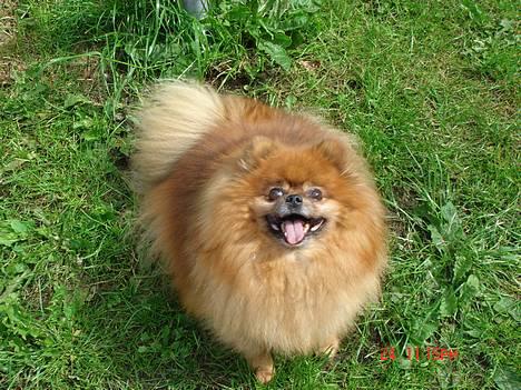 Pomeranian Rocky R.I.P. min skat - hey, hva laver du?? billede 2