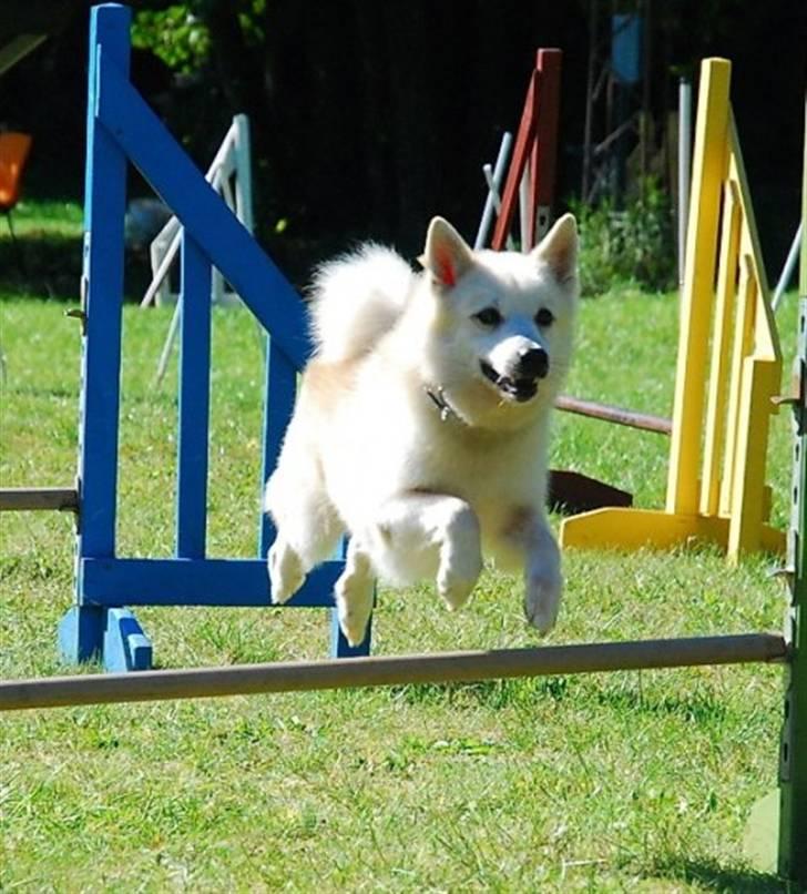 Norsk buhund Scott - 10½ år og stadig aktiv ;o)  (Foto:Nick Holt)  billede 1