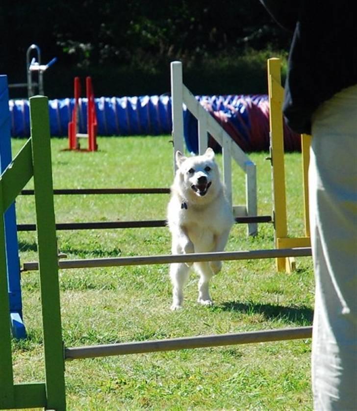 Norsk buhund Scott - foto:Nick Holt billede 2