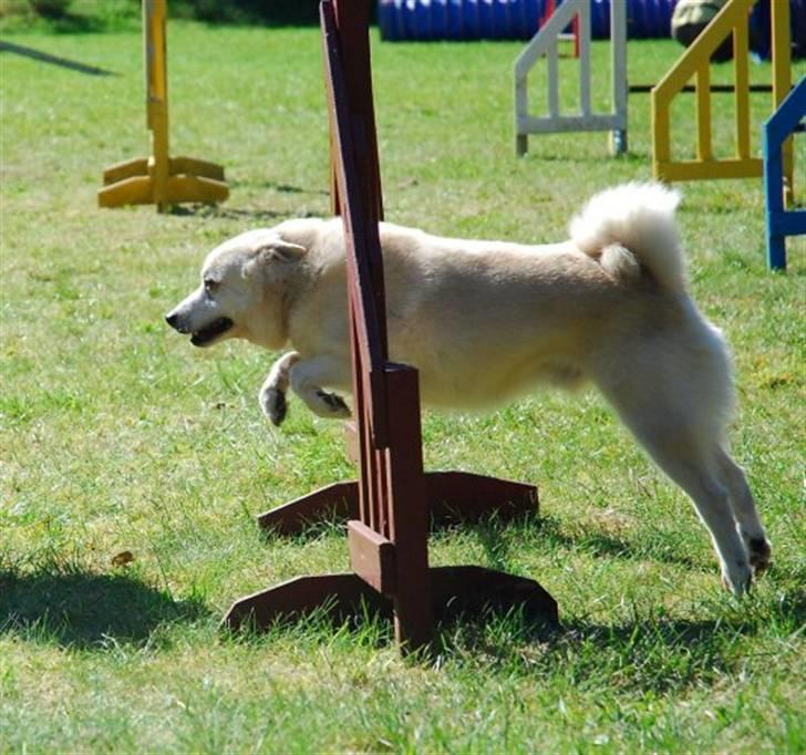 Norsk buhund Scott - Flyvende spring (Foto:Nick Holt) billede 3