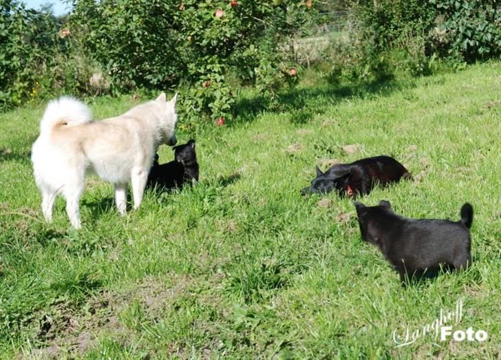 Norsk buhund Scott - Scott hilser her på en dejlig sort buhundehvalp billede 4