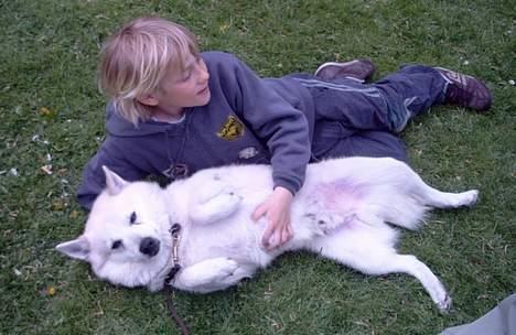 Norsk buhund Scott - En ven han fandt i mellem et par hundrede børn til 100 års dagen for Norges løsrivelse på Schæffer-Gården i Gentofte billede 5