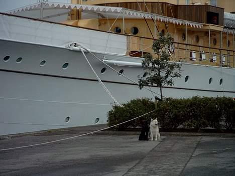 Norsk buhund Scott - Et par royale hunde i Århus havn ;o)    (foto: Tanja Langhoff) billede 6