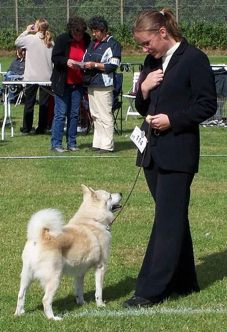 Norsk buhund Scott - Min datter udstiller Scott i Fuglebjerg billede 7
