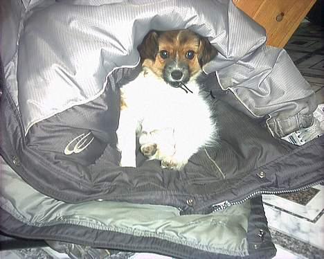 Papillon mek - nøøjjj det er hunde koldt billede 7