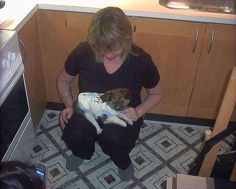 Papillon mek - Når jeg skal ud og lege,skal jeg ha tøj på først.... billede 8