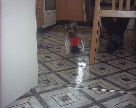 Papillon mek billede 9