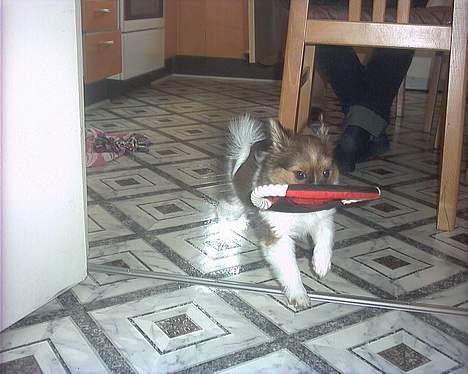 Papillon mek - se lige hvad jeg har  ha-ha det er min... billede 10