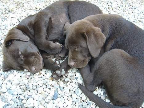 Labrador retriever Ollie (Gilbak´s Robin) - Ollie med sin bror... billede 4