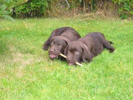 Labrador retriever Ollie (Gilbak´s Robin) - Som brødre vi dele :-) billede 5