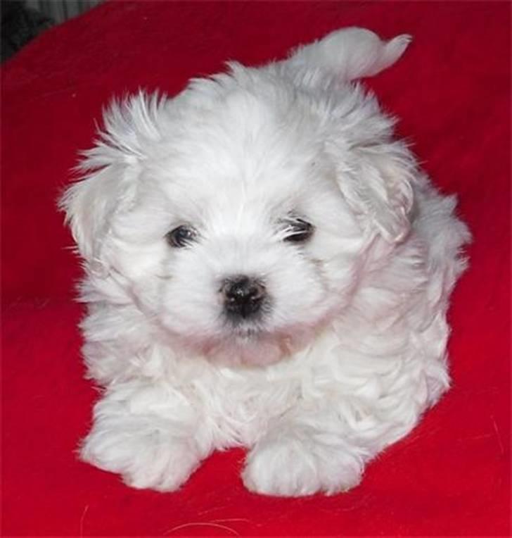 Malteser Donna nu med lille søster - Donna´s lille søster billede 1