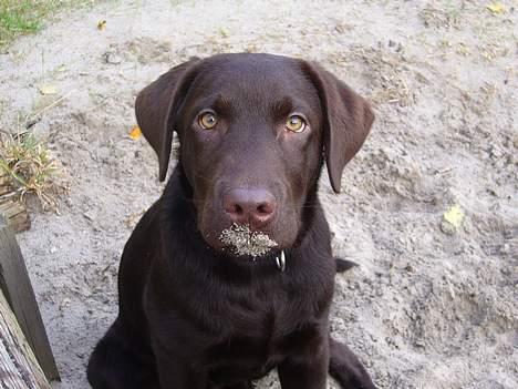 Labrador retriever Ollie (Gilbak´s Robin) - Det var ik´ mig !!! billede 6