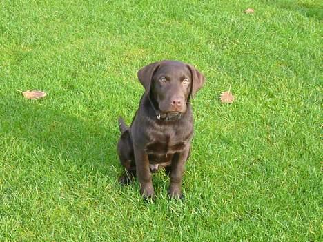 Labrador retriever Ollie (Gilbak´s Robin) - Klø mig nu bare bag øret eller noget... :-) billede 7