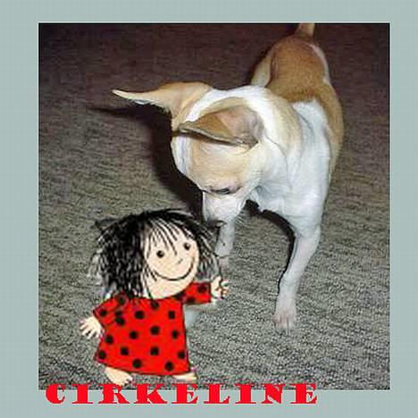 Chihuahua Cirkeline R.I.P. - Lavet af doggymom Z billede 19