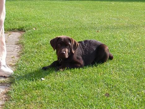 Labrador retriever Ollie (Gilbak´s Robin) - jeg er en dræber, og lige om lidt går jeg til angreb... hmm :-)... billede 8