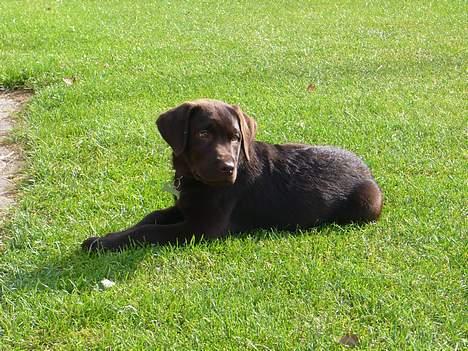 Labrador retriever Ollie (Gilbak´s Robin) - ...glemte lige, at jeg er farlig... var det en bold til mig derhenne ? billede 9