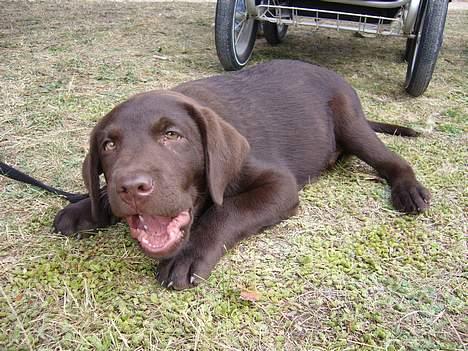 Labrador retriever Ollie (Gilbak´s Robin) - Mums... noget at tygge på. billede 10