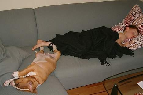Bullterrier Ask og Pingo  - Endelig fred - begge drengene sover .. ;0) billede 10