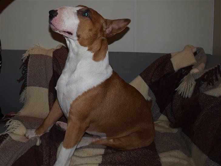 Bullterrier Ask og Pingo  - Halløj - skal jeg Så have den godbid !!!  Ask december 2008  billede 11