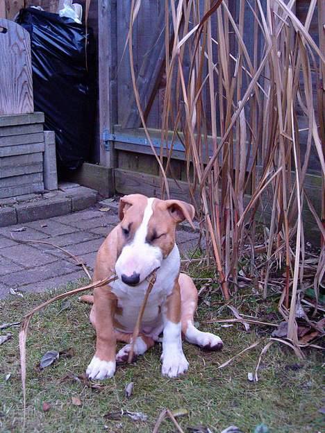 Bullterrier Ask og Pingo  - Nå ja tørt græs kan vel også smage  .. lidt af  ??? billede 12