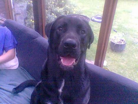 Blanding af racer Psycho billede 1