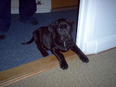 Blanding af racer Psycho - 8 uger, den da vi fik ham... billede 2