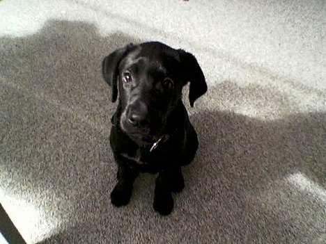 Blanding af racer Psycho - 10 uger ca billede 3