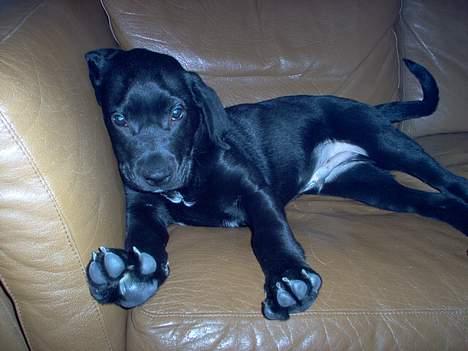 Blanding af racer Psycho - 12 uger ca billede 4