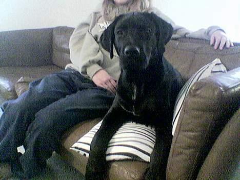 Blanding af racer Psycho - 4 mdr ca billede 5