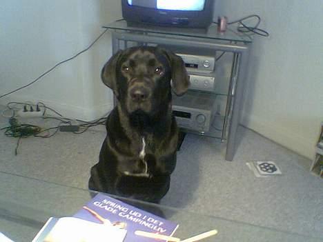 Blanding af racer Psycho - 6 mdr. ca billede 6