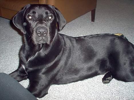 Blanding af racer Psycho - 8 mdr ca billede 7