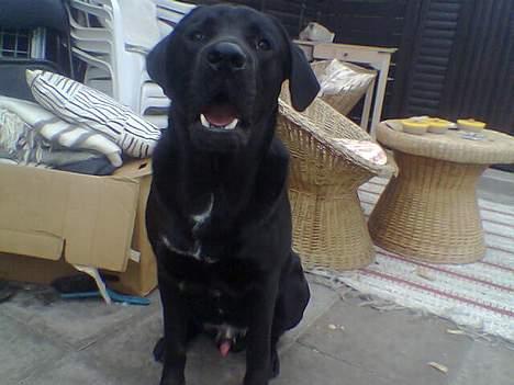 Blanding af racer Psycho - 1 år gammel, det er taget for et par mdr siden billede 8