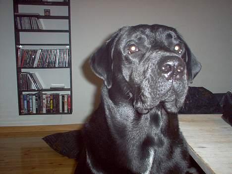 Blanding af racer Psycho billede 9