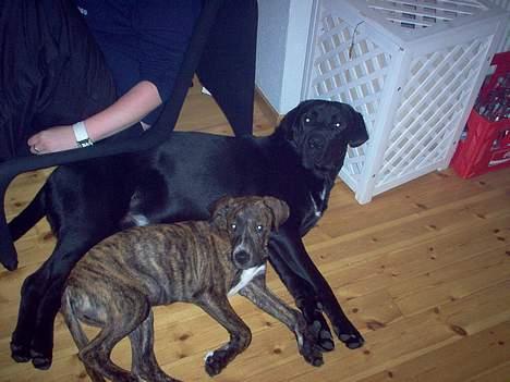 Blanding af racer Psycho billede 10