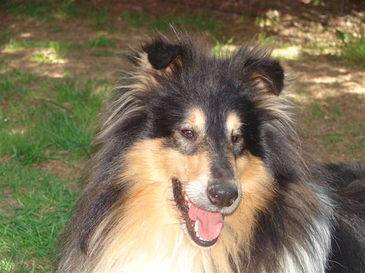Collie langhåret Dandy - Er jeg ikke dejlig billede 1