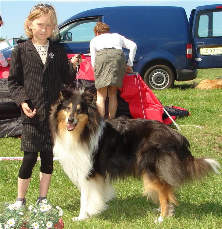 Collie langhåret Dandy - mig og min dygtige ejer Isabella billede 2