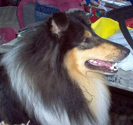 Collie langhåret Dandy billede 4