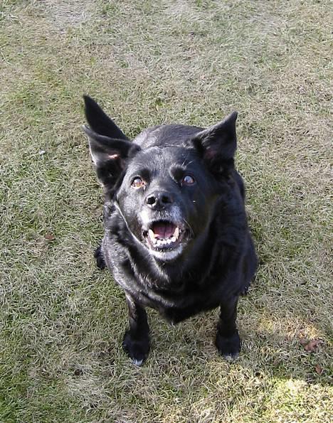Blanding af racer Freia RIP - Åhh-nej! En hund uden krop! billede 7