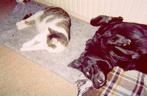 Blanding af racer Freia RIP - Se nu på MIG, Pjevs! Er jeg ikke nuttet??? (Pjevs IV *1985-2004*) billede 8