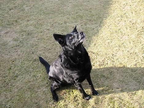 Blanding af racer Freia RIP billede 9