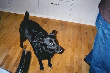 Blanding af racer Freia RIP - Mad??? billede 10