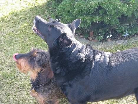 Blanding af racer Freia RIP - tigge tigge tigge tigge tigge! billede 11