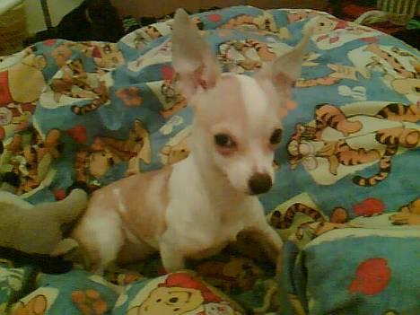 Chihuahua Cirkeline R.I.P. - Hvad glor du på hva´? billede 20