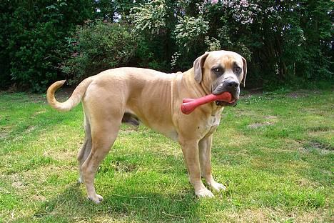 Boerboel Balder billede 16
