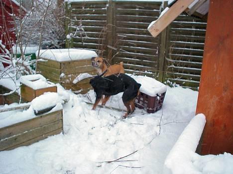 Amerikansk bulldog King billede 18